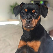 Lyla participe au concours pour gagner de l'argent avec cette photo : dog, rottweiler, puppy, portrait, indoor, pet, animal, black, tan, fur, face, ears, eyes, nose, sitting, closeup, cute, young, canine, domestic