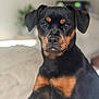 dog, rottweiler, puppy, portrait, indoor, pet, animal, black, tan, fur, face, ears, eyes, nose, sitting, closeup, cute, young, canine, domestic
