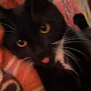 Parker is registered to the contest to win money with this photo: bedding, black_fur, blanket, cat, close_up, cozy, cute, domestic_animal, feline, fur, indoor, patterned_blanket, pet, playful, portrait, sleepy, tongue_out, tuxedo_cat, whiskers, yellow_eyes