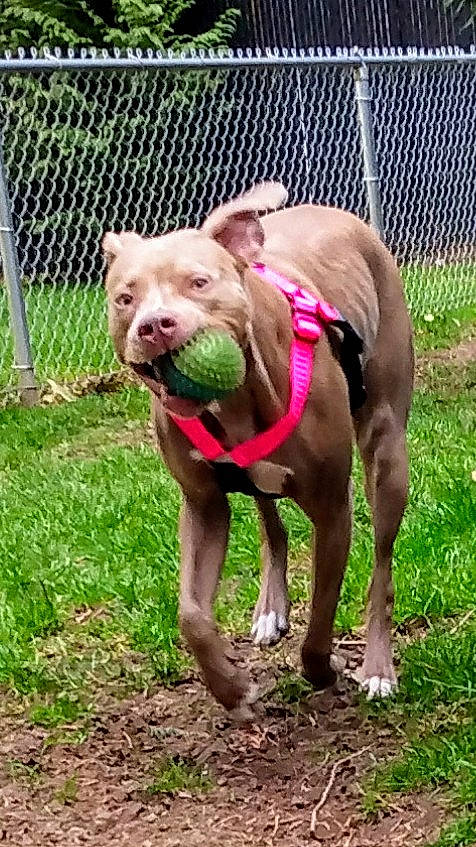 Minnie joined the competition — help win amazing prizes! canidae, carnivore, collar, companion_dog, dog, dog_breed, dog_collar, dog_supply, fawn, fence, grass, liver, mesh, pet_supply, plant, snout, sporting_group, suidae, terrestrial_animal, working_animal