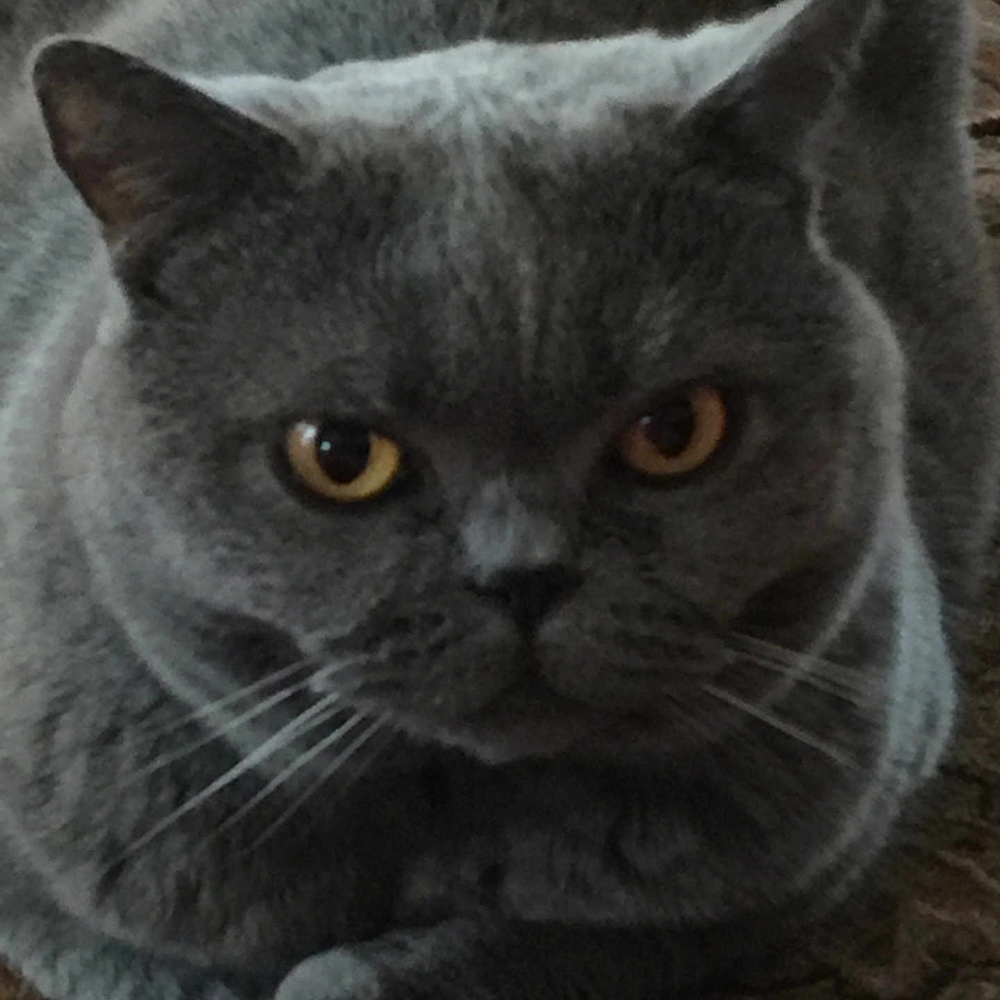 Britten Jacobs joined the competition — help win amazing prizes! animal, cat, closeup, cozy, curled_up, cute, domestic_cat, eyes, face, feline, fur, grey_cat, indoor, looking_at_camera, mammal, paw, pet, portrait, resting, whiskers