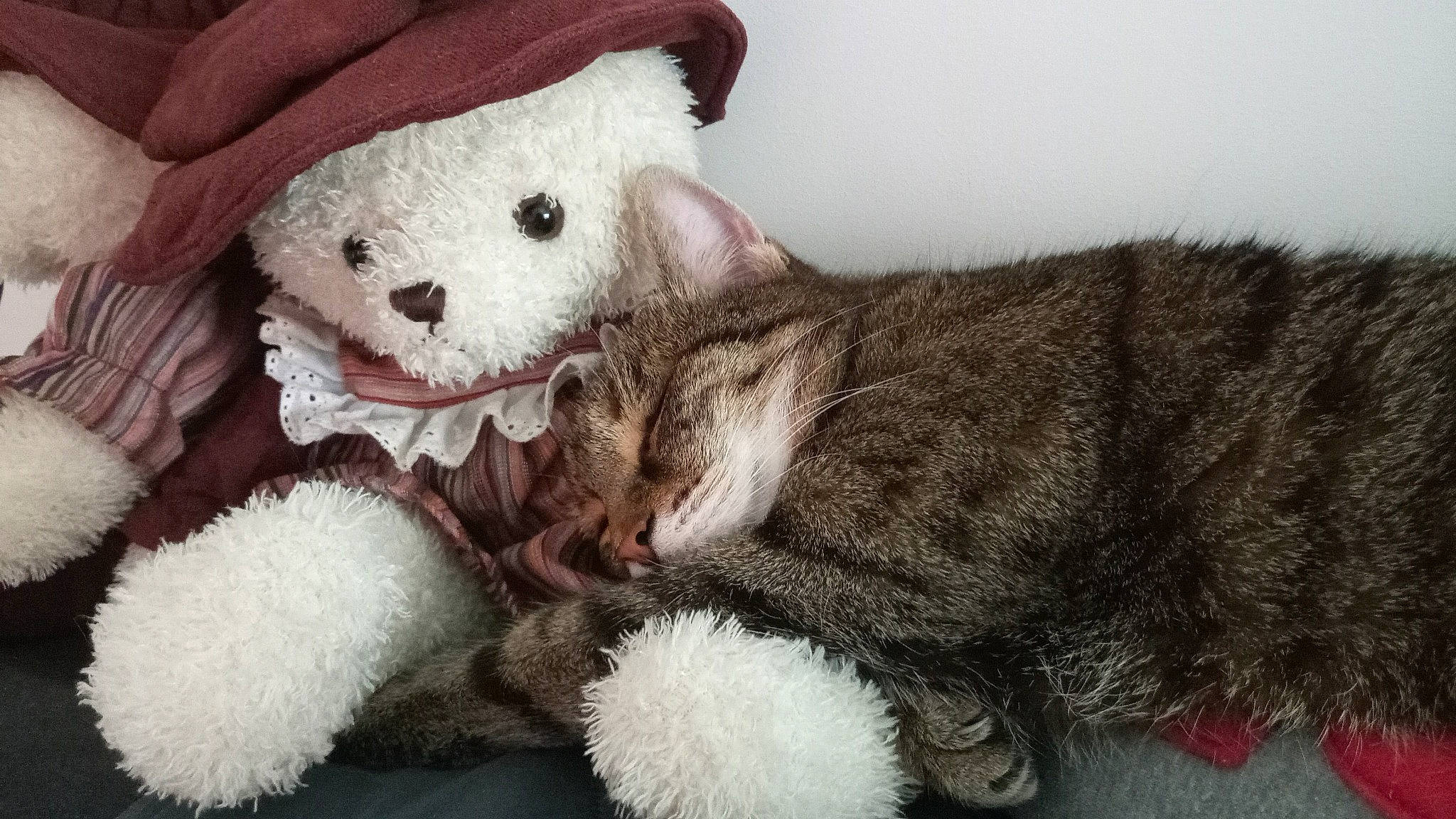 Felix participe au concours pour gagner de l'argent avec cette photo : art, cap, cat, comfort, costume_hat, fawn, fedora, felidae, fur, fur_clothing, hat, plush, small_to_medium_sized_cats, snout, stuffed_toy, sun_hat, teddy_bear, textile, toy, whiskers