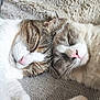 Arrod'S a rejoint le concours — aidez-le/la à gagner de superbes lots ! cat, sleeping, close_up, cozy, fur, whiskers, pink_nose, two_cats, resting, pets, indoor, soft_texture, blanket, cute, animal, friendship, companion, relaxation, domestic, feline