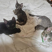 Mochi is registered to the contest to win money with this photo: cat, kitten, bed, white_comforter, black_cat, tortoiseshell_cat, gray_and_white_cat, collar, pets, indoor, resting, cute, feline, animal, cozy, relaxed, laying_down, domestic_cat, three_cats, curious