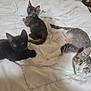 cat, kitten, bed, white_comforter, black_cat, tortoiseshell_cat, gray_and_white_cat, collar, pets, indoor, resting, cute, feline, animal, cozy, relaxed, laying_down, domestic_cat, three_cats, curious
