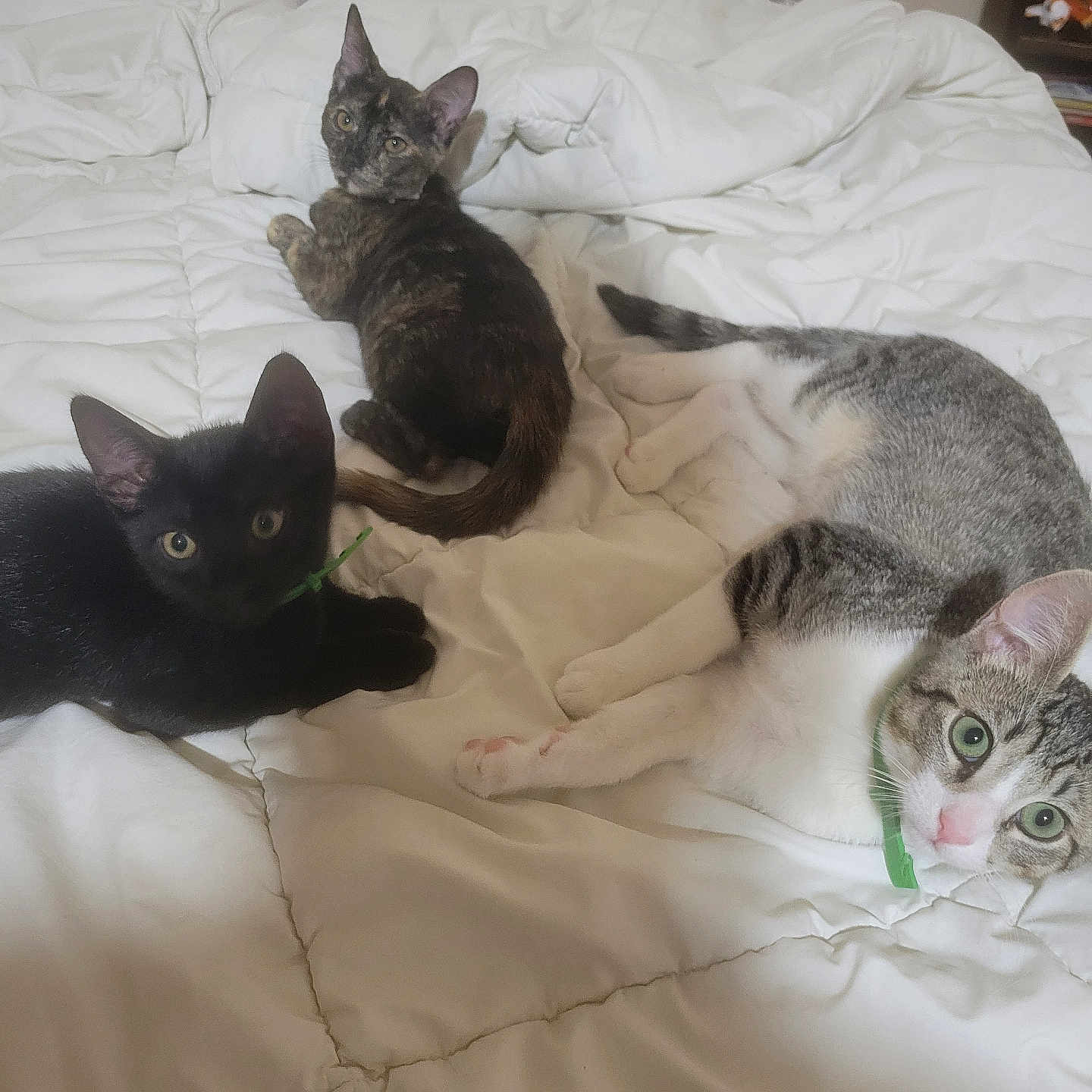Mochi is registered to the contest to win money with this photo: animal, bed, black_cat, cat, collar, cozy, curious, cute, domestic_cat, feline, gray_and_white_cat, indoor, kitten, laying_down, pets, relaxed, resting, three_cats, tortoiseshell_cat, white_comforter