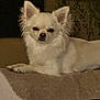 dog, chihuahua, small_dog, white_fur, fluffy, pet, indoor, blanket, resting, canine, animal, furry, cute, companion, domestic, relaxed, lying_down, face, ears, paws