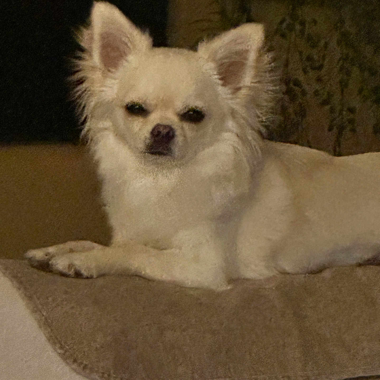 Perle a rejoint le concours — aidez-le/la à gagner de superbes lots ! animal, blanket, canine, chihuahua, companion, cute, dog, domestic, ears, face, fluffy, furry, indoor, lying_down, paws, pet, relaxed, resting, small_dog, white_fur