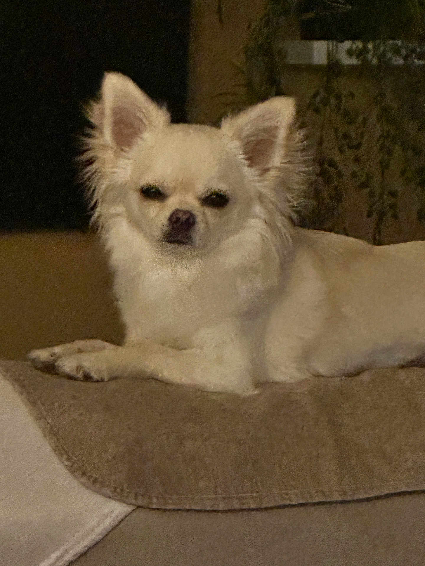 Perle a rejoint le concours — aidez-le/la à gagner de superbes lots ! dog, chihuahua, small_dog, white_fur, fluffy, pet, indoor, blanket, resting, canine, animal, furry, cute, companion, domestic, relaxed, lying_down, face, ears, paws