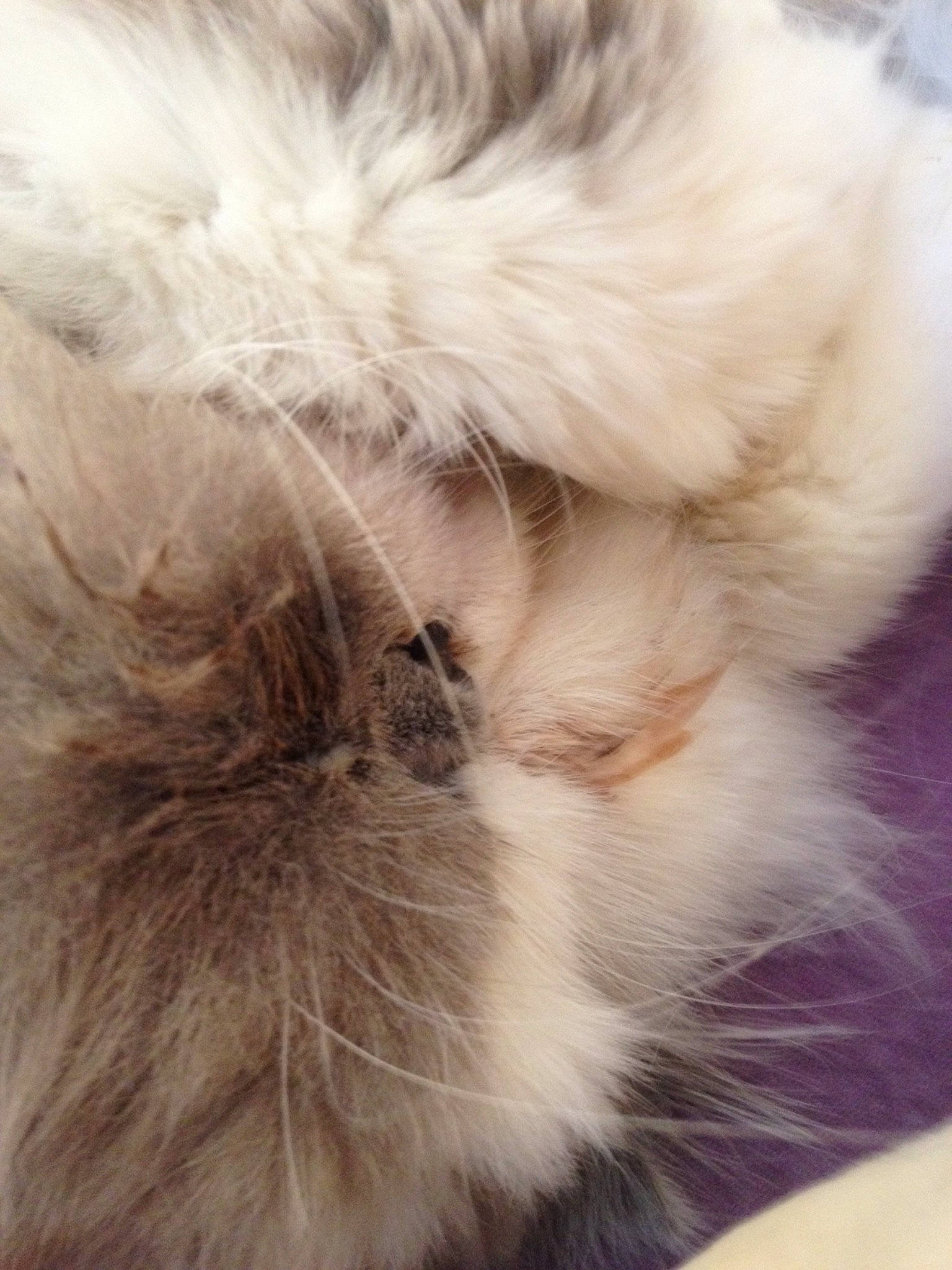 Flocons a rejoint le concours — aidez-le/la à gagner de superbes lots ! birman, british_longhair, carnivore, cat, domestic_long_haired_cat, ear, fawn, felidae, fur, paw, ragdoll, small_to_medium_sized_cats, tail, textile, whiskers