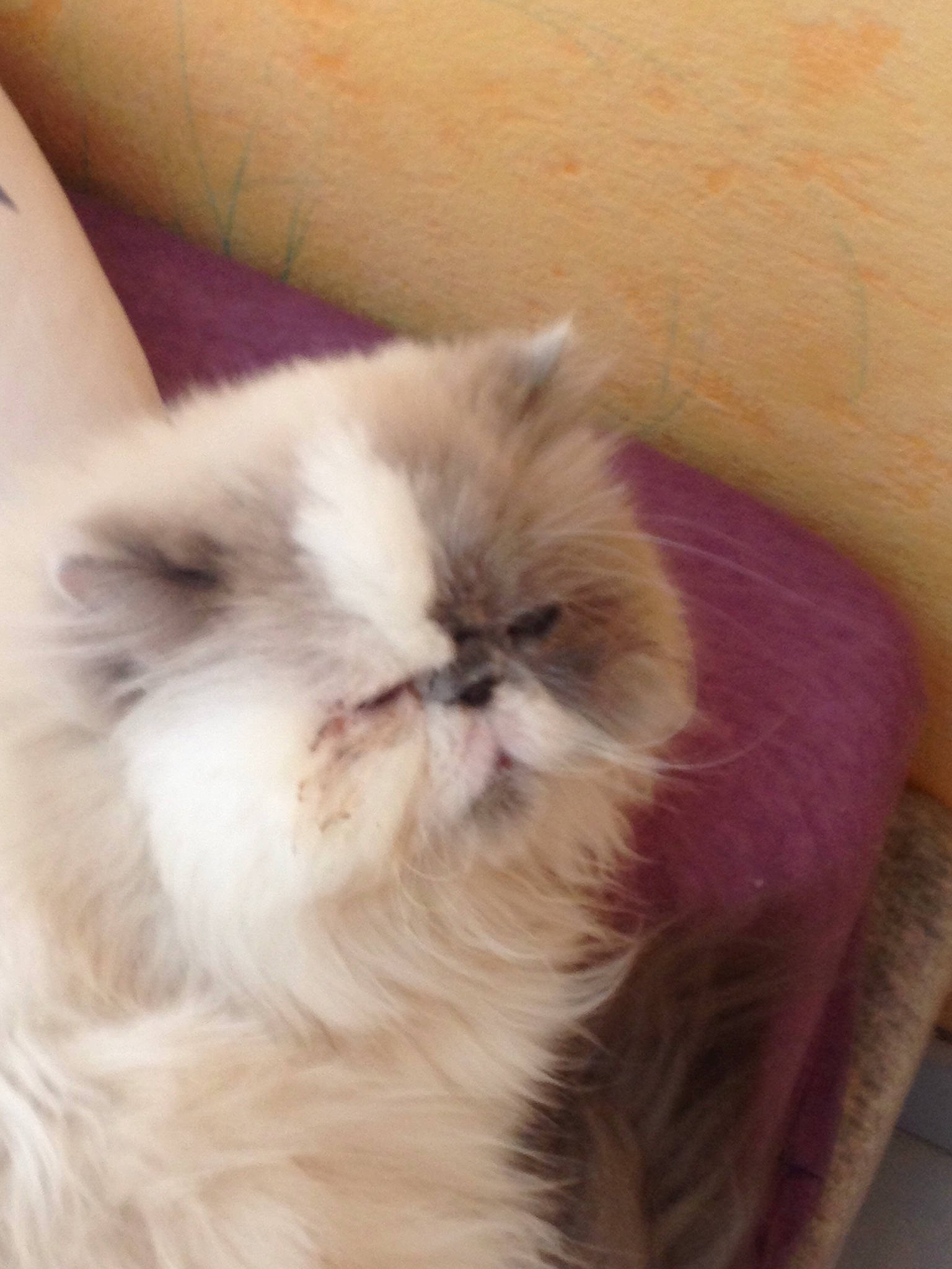 Flocons a rejoint le concours — aidez-le/la à gagner de superbes lots ! british_semi_longhair, carnivore, cat, close_up, domestic_long_haired_cat, eye, fawn, felidae, fur, himalayan, iris, kitten, mammal, nose, persian, skin, small_to_medium_sized_cats, snout, vertebrate, whiskers