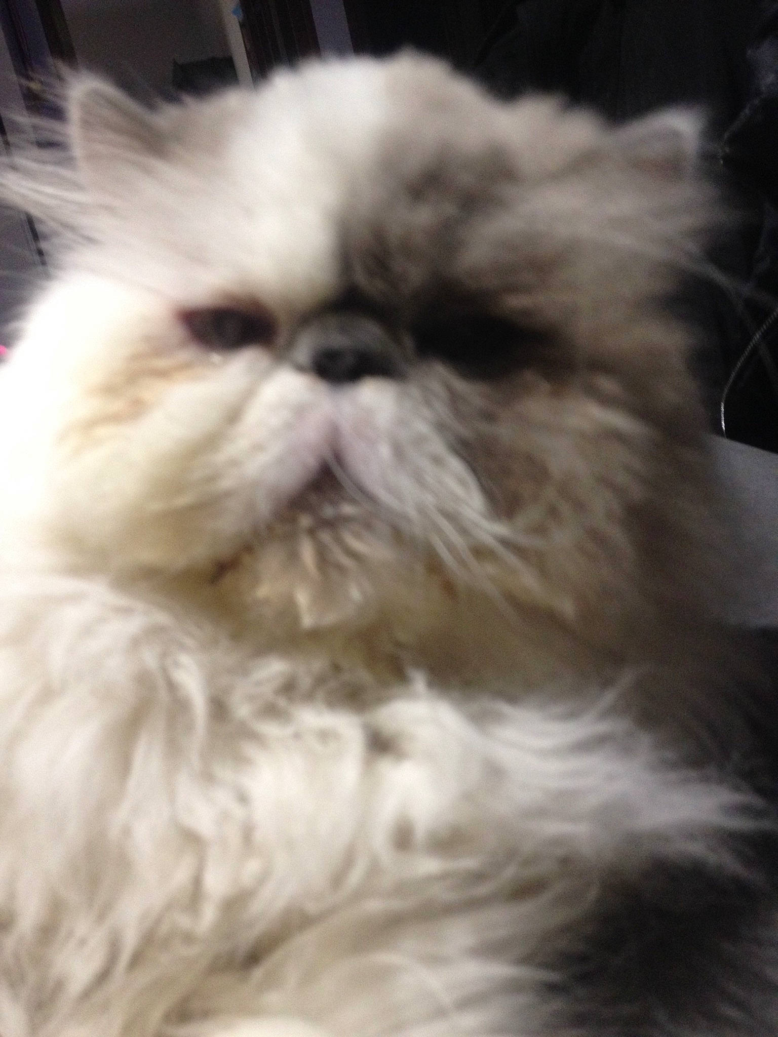 Flocons participe au concours pour gagner de l'argent avec cette photo : black_and_white, carnivore, cat, close_up, ear, eye, fawn, felidae, fur, himalayan, kitten, mammal, nose, persian, photography, plant, skin, small_to_medium_sized_cats, snout, whiskers