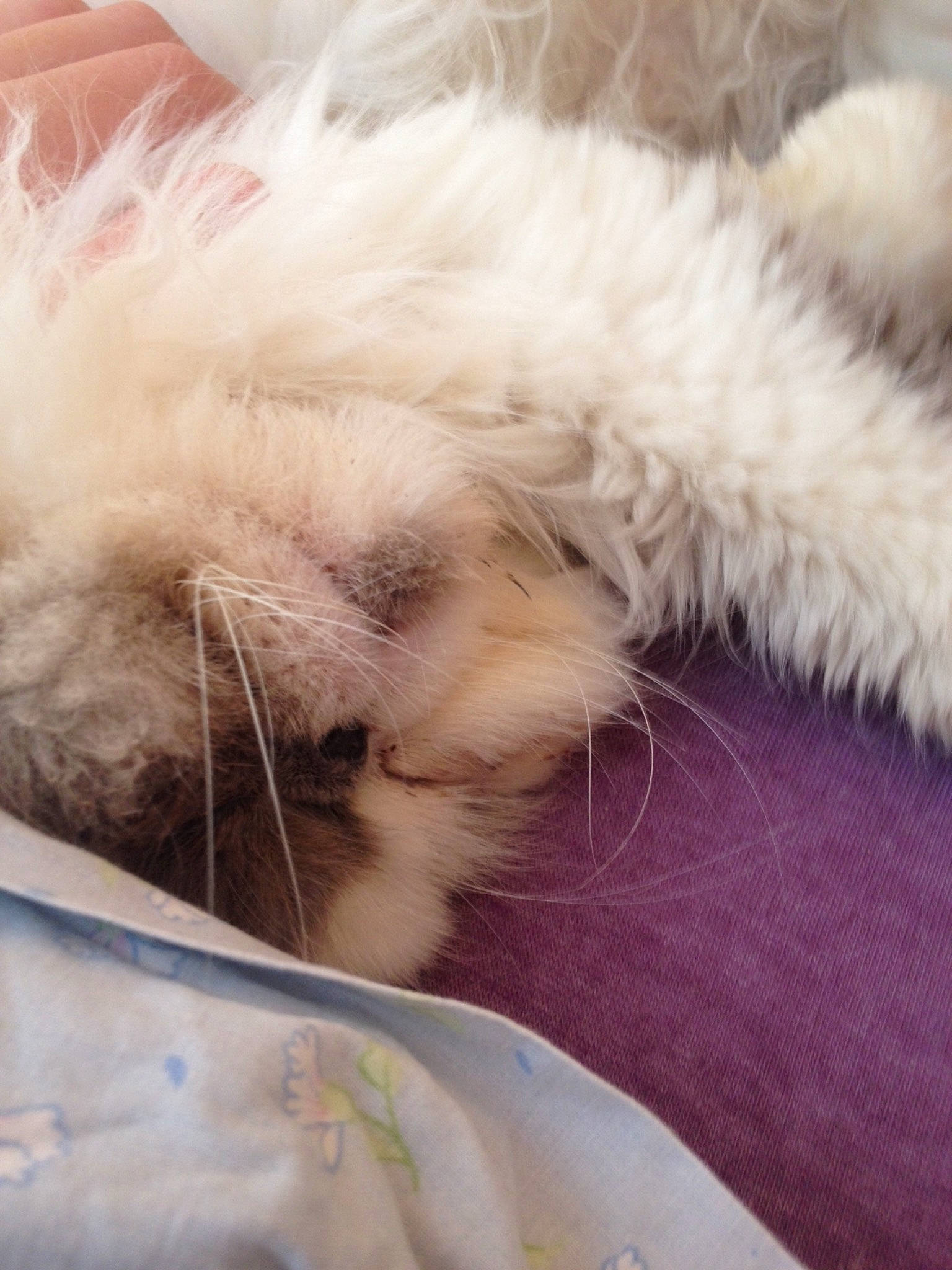 Flocons participe au concours pour gagner de l'argent avec cette photo : carnivore, cat, ear, fawn, felidae, fur, kitten, nap, paw, persian, ragdoll, sleep, small_to_medium_sized_cats, whiskers