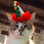 Snow a rejoint le concours — aidez-le/la à gagner de superbes lots ! cat, blue_eyes, christmas_hat, festive, pom_poms, green_tree, golden_star, close_up, indoor, wooden_ceiling, stone_wall, pet, animal, whiskers, face, feline, cute, holiday, costume, portrait