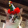 cat, blue_eyes, christmas_hat, festive, pom_poms, green_tree, golden_star, close_up, indoor, wooden_ceiling, stone_wall, pet, animal, whiskers, face, feline, cute, holiday, costume, portrait