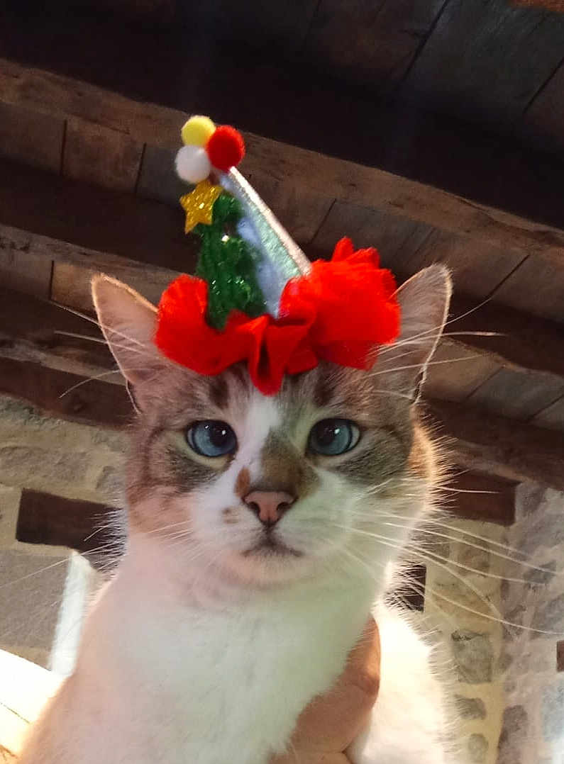 Snow a rejoint le concours — aidez-le/la à gagner de superbes lots ! cat, blue_eyes, christmas_hat, festive, pom_poms, green_tree, golden_star, close_up, indoor, wooden_ceiling, stone_wall, pet, animal, whiskers, face, feline, cute, holiday, costume, portrait