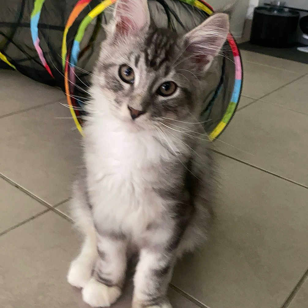 Socrate a rejoint le concours — aidez-le/la à gagner de superbes lots ! accessories, angora, animal, cat, chair, face, furniture, head, kitten, leash, manx, person, pet, photography, plant, portrait, pottedplant, racket, slate, strap