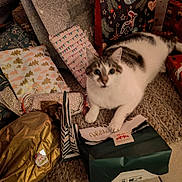 Olaf a rejoint le concours — aidez-le/la à gagner de superbes lots ! cat, christmas, gifts, wrapping_paper, gift_bags, holiday, festive, indoor, floor, rug, white_cat, tabby, curious, paws, present, package, decorations, blurred_face, cozy, celebration
