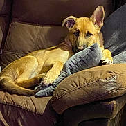 Korra joined the competition — help win amazing prizes! animal, brown, comfort, couch, cute, dog, ear, fur, home, indoor, leather_chair, nose, paw, pet, plush_toy, relaxed, resting, shark_pillow, soft_lighting, tan