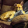 animal, brown, comfort, couch, cute, dog, ear, fur, home, indoor, leather_chair, nose, paw, pet, plush_toy, relaxed, resting, shark_pillow, soft_lighting, tan