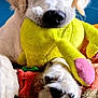 puppy, dog, white_dog, toy, plush_toy, yellow_toy, paw, blanket, colorful_blanket, indoor, closeup, pet, cute, adorable, animal, resting, fur, snout, ears, blue_background