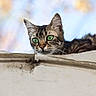 alert, animal, background_blur, cat, closeup, curious, daylight, ears, feline, fur, green_eyes, ledge, looking, mammal, nature, outdoor, pet, portrait, tabby, whiskers