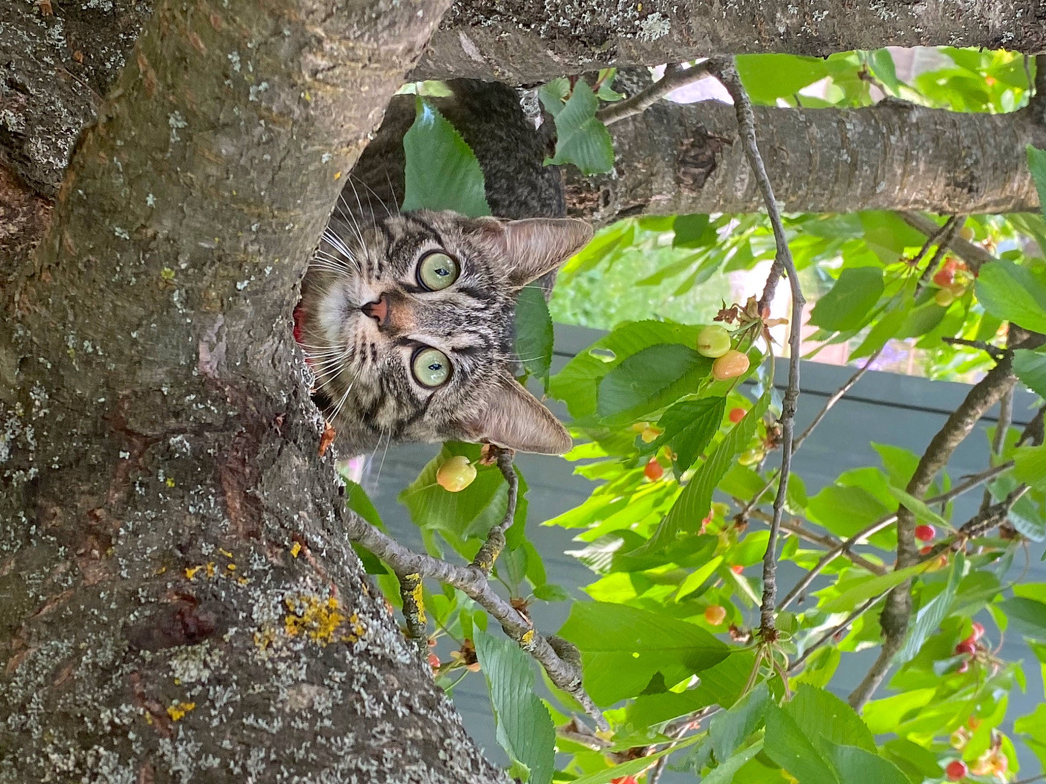 Coquillette participe au concours pour gagner de l'argent avec cette photo : beak, branch, carnivore, cat, eastern_screech_owl, felidae, groundcover, owl, plant, small_to_medium_sized_cats, tail, terrestrial_animal, terrestrial_plant, tree, trunk, twig, vegetation, whiskers, wood, woody_plant
