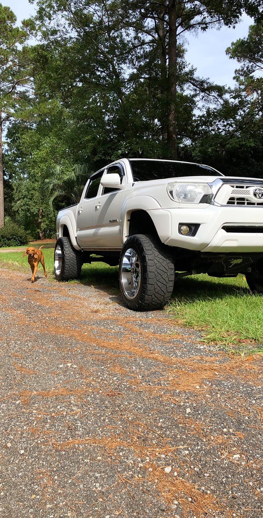 Ru is registered to the contest to win money with this photo: alloy_wheel, automotive_design, automotive_exterior, automotive_lighting, automotive_tire, bumper, car, carnivore, dog, fender, hood, land_vehicle, motor_vehicle, plant, rim, tire, tread, tree, vehicle, wheel