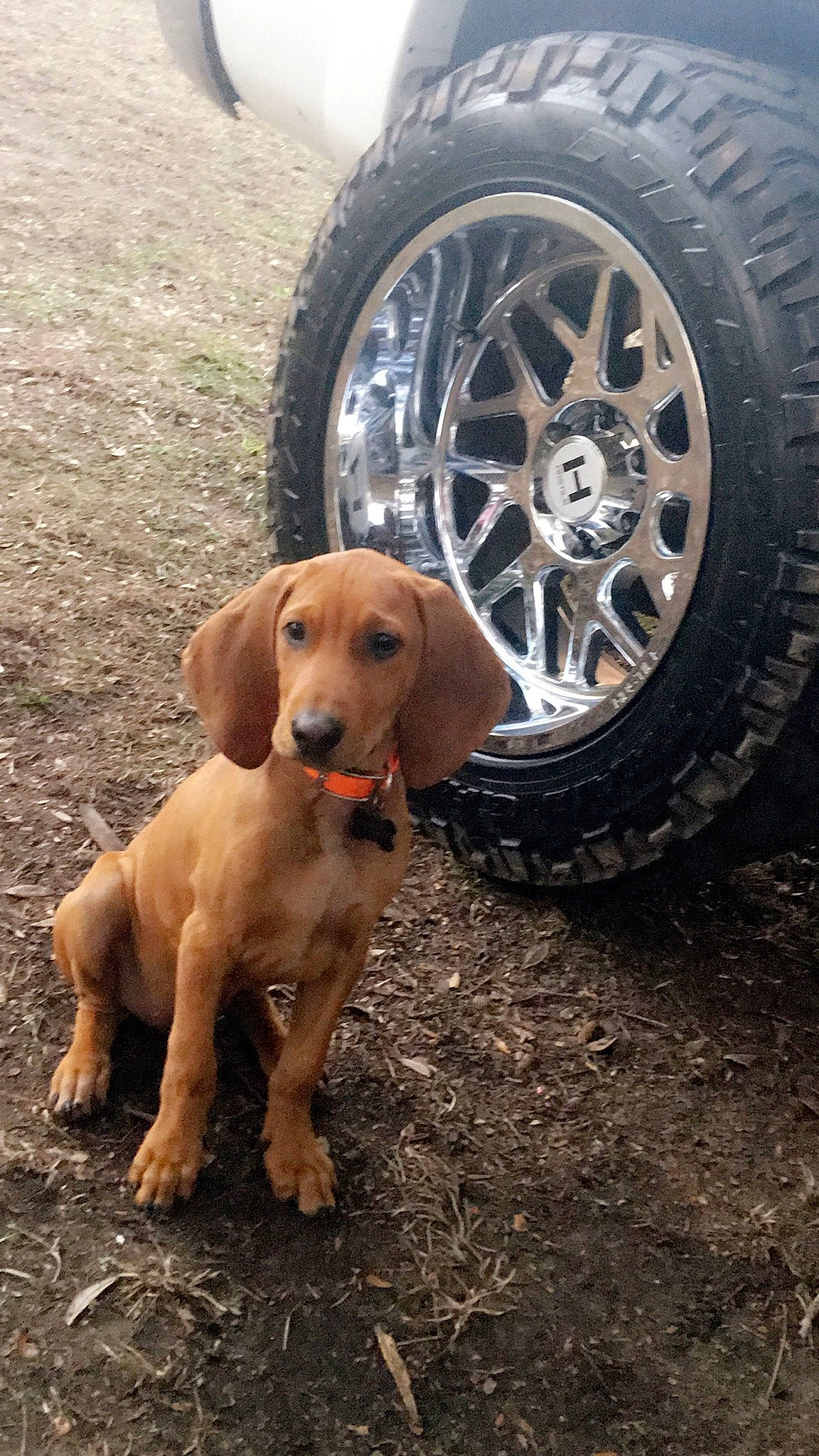 Ru is registered to the contest to win money with this photo: automotive_tire, car, carnivore, companion_dog, dog, dog_breed, fawn, fender, hubcap, liver, motor_vehicle, rim, snout, synthetic_rubber, tire, tire_care, tread, vehicle, wheel, working_animal