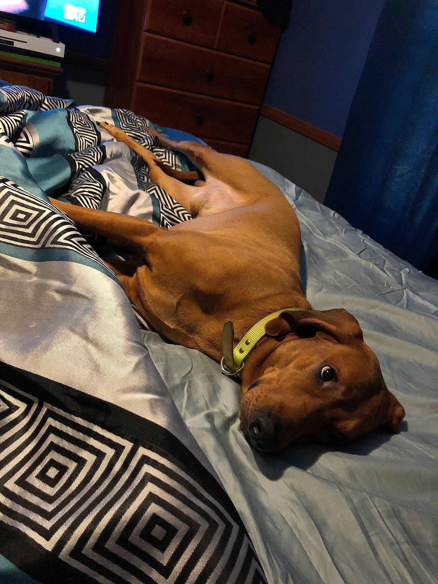 Ru is registered to the contest to win money with this photo: cabinetry, carnivore, collar, comfort, companion_dog, dog, dog_breed, dog_collar, eyewear, fawn, human_leg, linens, nail, sleeve, snout, sunglasses, tie, vertebrate, working_animal, wrist