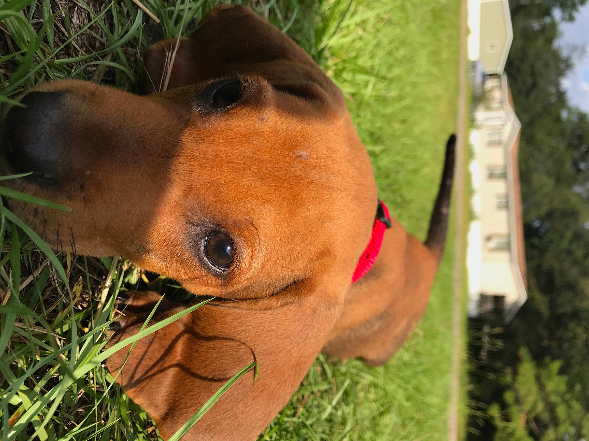 Ru joined the competition — help win amazing prizes! canidae, carnivore, collar, companion_dog, dog, dog_breed, dog_collar, dog_supply, ear, fawn, grass, liver, pet_supply, plant, snout, sporting_group, terrestrial_animal, tree, whiskers, working_animal