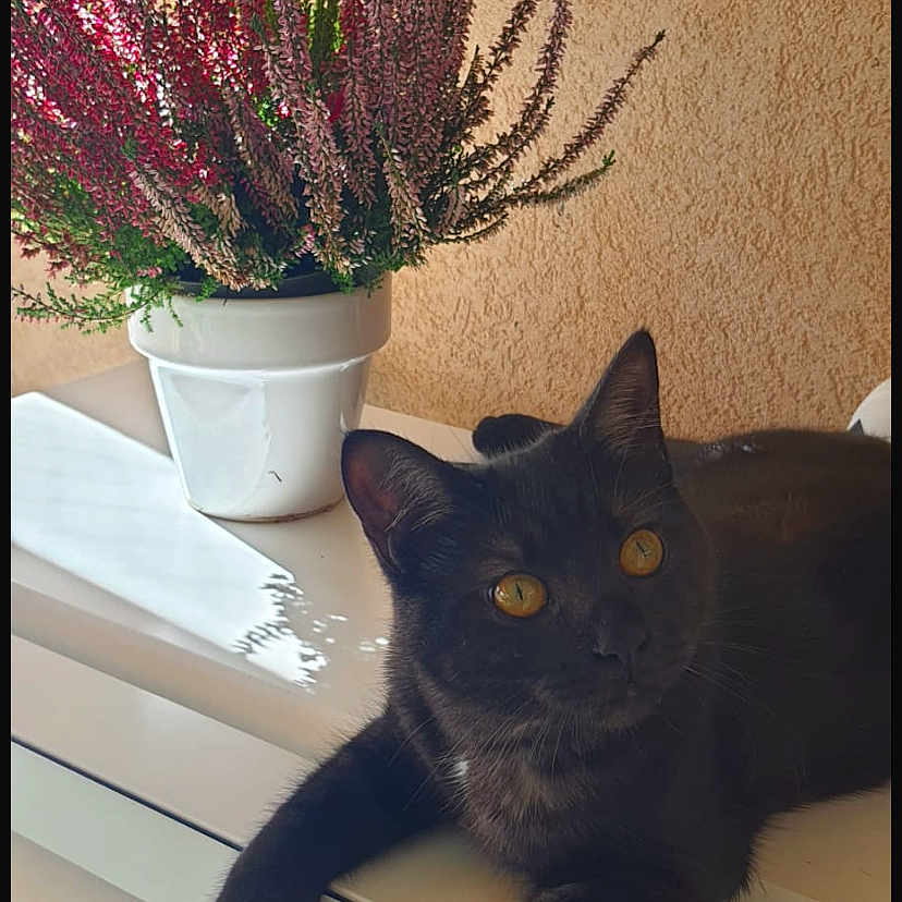 Myla