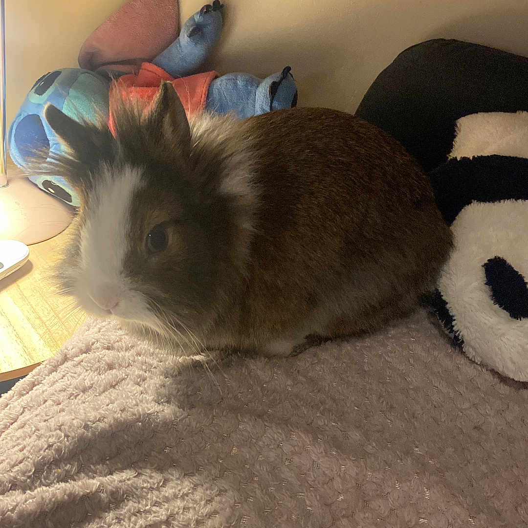 Cookie participe au concours pour gagner de l'argent avec cette photo : animal, bed, blanket, cat, chinchilla, clothing, couch, furniture, glove, hardwood, hare, manx, person, pet, plush, rabbit, rat, rodent, toy, wood