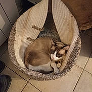 Azur participe au concours pour gagner de l'argent avec cette photo : cat, siamese_cat, kitten, pet, animal, curled_up, sleeping, basket, blanket, cozy, indoor, home, tile_floor, brown, white, blue_eyes, whiskers, ears, cuddly, portrait
