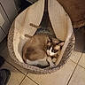 cat, siamese_cat, kitten, pet, animal, curled_up, sleeping, basket, blanket, cozy, indoor, home, tile_floor, brown, white, blue_eyes, whiskers, ears, cuddly, portrait