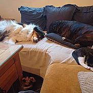 Miou participe au concours pour gagner de l'argent avec cette photo : animal, black_and_white_cat, blanket, brindle_dog, cat, couch, cozy, dog, fluffy_dog, fur, home, indoor, living_room, nap, pet, pillow, relaxing, resting, sleeping, wooden_table