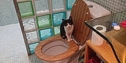 Miou participe au concours pour gagner de l'argent avec cette photo : animal, bathroom, bathroom_rug, black_and_white_cat, cat, curious_cat, glass_blocks, household, indoor, pet, plumbing, sanitary, shelf, sink_counter, tile_floor, tile_wall, toilet, toilet_brush, towels, wooden_toilet_seat