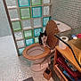 animal, bathroom, bathroom_rug, black_and_white_cat, cat, curious_cat, glass_blocks, household, indoor, pet, plumbing, sanitary, shelf, sink_counter, tile_floor, tile_wall, toilet, toilet_brush, towels, wooden_toilet_seat