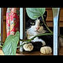 cat, black_and_white, indoor, plant, leaf, paws, metal_bars, curious, pet, animal, cozy, closeup, green, nature, resting, whiskers, pink_nose, feline, domestic_cat, wood_floor