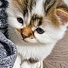 animal, brown, cat, close_up, curious, cute, eyes, fabric, face, fluffy, fur, indoor, kitten, paw, pet, small, soft, texture, white, young