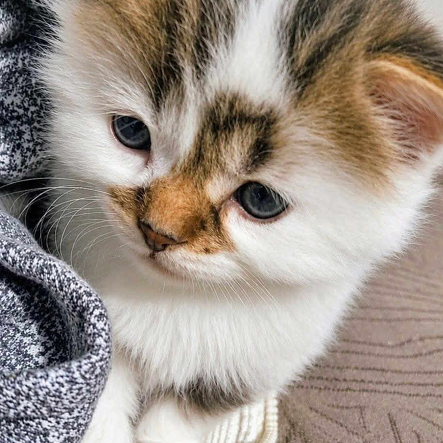 Gizmo