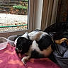 Charlotte joined the competition — help win amazing prizes! dog, puppy, black_and_white, sleeping, curled_up, fluffy, pet, animal, blanket, indoors, window, garden, outdoors, food_bowl, water_bowl, cushion, chair, cozy, resting, home