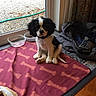 Charlotte is registered to the contest to win money with this photo: puppy, dog, black_and_white, sitting, indoors, blanket, bone_pattern, water_bowl, food_bowl, pet_bed, shoe, window, curtain, floor, wood_floor, home, portrait, small_dog, long_ears, collar