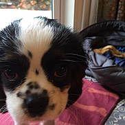 Charlotte is registered to the contest to win money with this photo: puppy, dog, black_and_white, portrait, close_up, face, eyes, nose, whiskers, floppy_ears, standing, indoor, blanket, pet_bed, window, outdoor, home, colorful, cute, animal