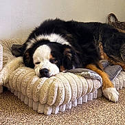 Haïko a rejoint le concours — aidez-le/la à gagner de superbes lots ! dog, bernese_mountain_dog, sleeping, pet_bed, cozy, indoor, carpet, resting, fur, paw, animal, canine, relaxed, black, white, brown, furniture, comfort, mammal, domestic