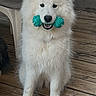 dog, white_dog, toy, chew_toy, wooden_deck, plastic_chair, outdoor, pet, fence, fur, playful, animal, canine, standing, mouth, green, happy, domestic, companion, screenshot