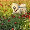 Aska participe au concours pour gagner de l'argent avec cette photo : animal, canine, dog, field, fluffy, grass, greenery, happy, leash, meadow, nature, outdoor, plants, poppies, red_flowers, running, spring, summer, sunlight, white_dog