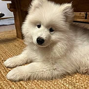 Aska participe au concours pour gagner de l'argent avec cette photo : puppy, dog, white_fur, fluffy, pet, indoor, wooden_table, woven_rug, cute, young_dog, animal, fur, laying_down, curious, domestic_animal, companion, small_dog, adorable, household, resting