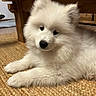puppy, dog, white_fur, fluffy, pet, indoor, wooden_table, woven_rug, cute, young_dog, animal, fur, laying_down, curious, domestic_animal, companion, small_dog, adorable, household, resting