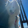 dog, white_dog, fluffy, sunlight, lens_flare, person, cap, outdoor, blue_sky, metal_structure, happy, tongue_out, pet, daylight, nature, smiling, animal, companionship, leash, sun